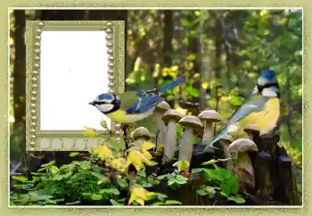 カテゴリのフォトエフェクト いろいろ № 102602