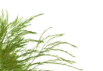 カテゴリのフォトエフェクト いろいろ № 114378