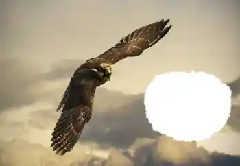 カテゴリのフォトエフェクト いろいろ № 114515