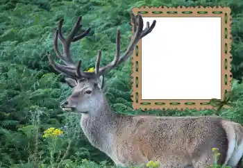 カテゴリのフォトエフェクト いろいろ № 121049