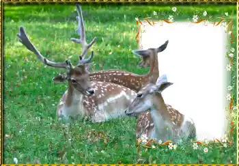 カテゴリのフォトエフェクト いろいろ № 123221