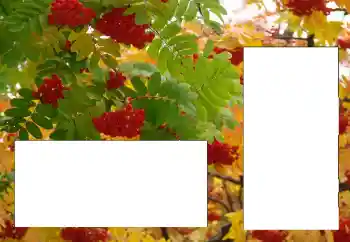 カテゴリのフォトエフェクト いろいろ № 124596