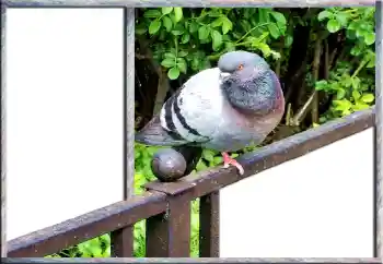 カテゴリのフォトエフェクト いろいろ № 127181