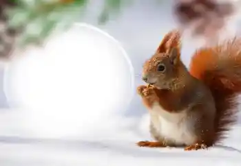 カテゴリのフォトエフェクト いろいろ № 128568