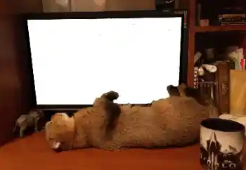 カテゴリのフォトエフェクト いろいろ № 141110