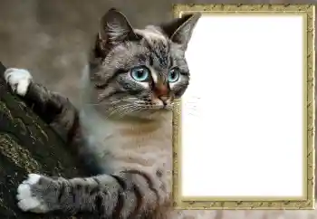 カテゴリのフォトエフェクト いろいろ № 145118