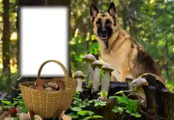 カテゴリのフォトエフェクト いろいろ № 153015