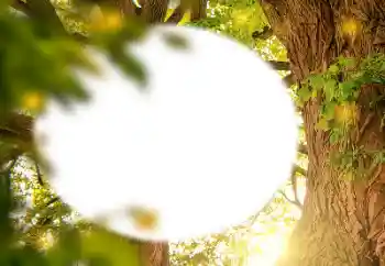 カテゴリのフォトエフェクト いろいろ № 157231 カテゴリのフォトエフェクト いろいろ № 157231