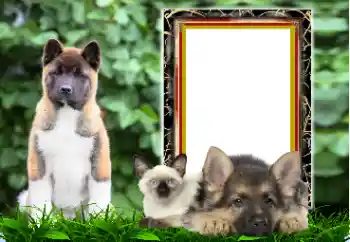 カテゴリのフォトエフェクト いろいろ № 167876