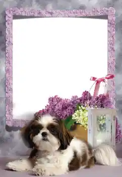 カテゴリのフォトエフェクト いろいろ № 169260