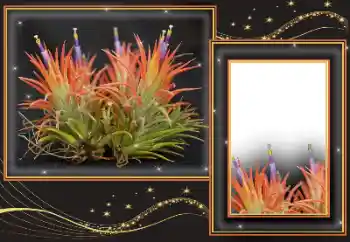 カテゴリのフォトエフェクト いろいろ № 169299