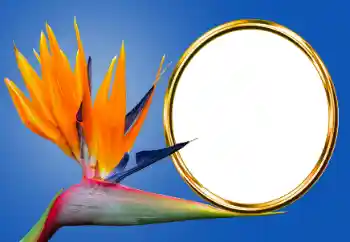 カテゴリのフォトエフェクト いろいろ № 170605