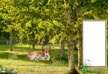 カテゴリのフォトエフェクト いろいろ № 187041 カテゴリのフォトエフェクト いろいろ № 187041