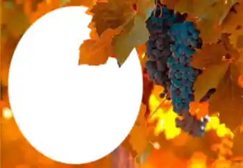 カテゴリのフォトエフェクト いろいろ № 205802 カテゴリのフォトエフェクト いろいろ № 205802