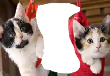 カテゴリのフォトエフェクト いろいろ № 37160 カテゴリのフォトエフェクト いろいろ № 37160