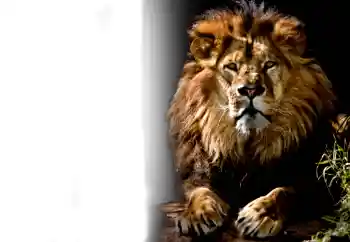 カテゴリのフォトエフェクト いろいろ № 37239 カテゴリのフォトエフェクト いろいろ № 37239