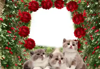 カテゴリのフォトエフェクト いろいろ № 60206 カテゴリのフォトエフェクト いろいろ № 60206