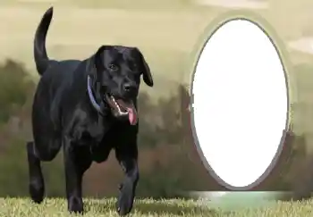 カテゴリのフォトエフェクト いろいろ № 68746