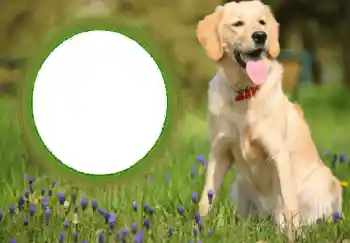 カテゴリのフォトエフェクト いろいろ № 68752