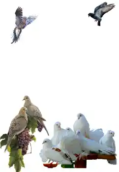 カテゴリのフォトエフェクト いろいろ № 81632