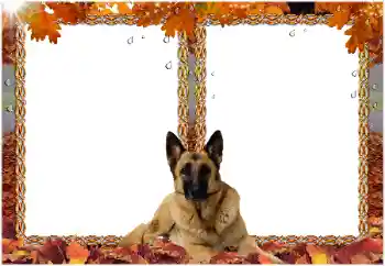 カテゴリのフォトエフェクト いろいろ № 8477