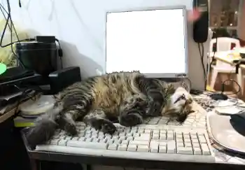 カテゴリのフォトエフェクト いろいろ № 93455 カテゴリのフォトエフェクト いろいろ № 93455