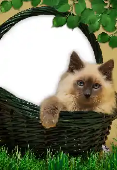 カテゴリのフォトエフェクト いろいろ № 9561