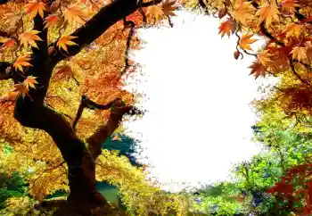 カテゴリのフォトエフェクト 秋 № 127046